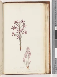 Página 217. Dipodium Brown - Dendrobium punctatum. Exot. Robô. t. 12. Hyacinth Orchid
