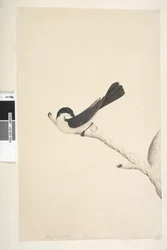 Página 21. Musciopa. título acima na mão diferente de junho. Flycatcher inquieta de tamanho natural Myragra inquieta Seisura inquieta, 1791-92
