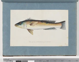 Página 21. Peixe não identificado