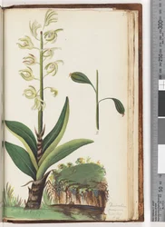 Página 225. Dendrobium speciosum Exot. Bot. T. 10