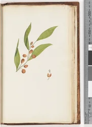 Página 227. Planta não identificada