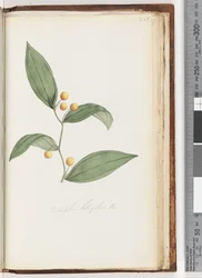 Página 228. Eustrephus latifolius Br. Wombat Berry