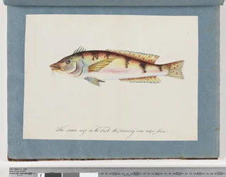 Página 22. Peixe não identificado