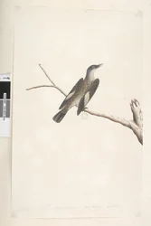 Página 23. Maio, tamanho natural, íris e língua duvidosa Árvore Marrom, Trepadeira Climacterus picumnus, 1791-92