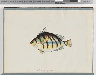 Página 23. Peixe não identificado