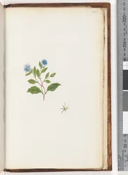 Página 246. Planta não identificada