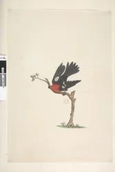 Página 24. Tamanho natural Scarlet Robin Petroica multicolor, macho, Ilha Norfolk, 1791-92