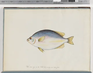 Página 24. Peixes não identificados