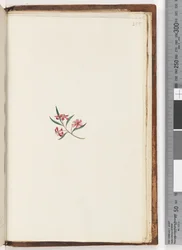 Página 255. Planta não identificada