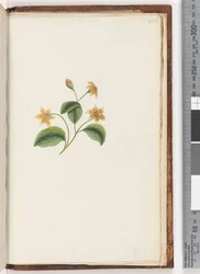 Página 256. Planta não identificada