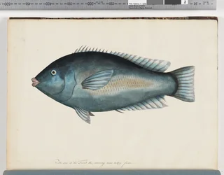 Página 26. Peixe não identificado