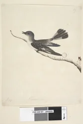 Página 27. Maio. Robin com capuz de tamanho natural, fêmea Melanodryas cucullata, 1791-92