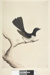 Página 28. Tamanho natural, July Willie Wagtail Rhipidura leucophrys, 1791-92