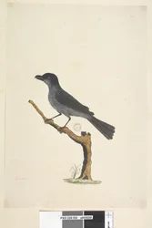 Página 29. Blackbird Ilha de Norfolk Blackbird Aplonis fuscus, masculino, 1791-92