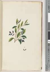 Página 2. Planta não identificada