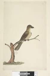 Página 30. ... Norfolk Island Blackbird Aplonis fuscus, fêmea, 1791-92