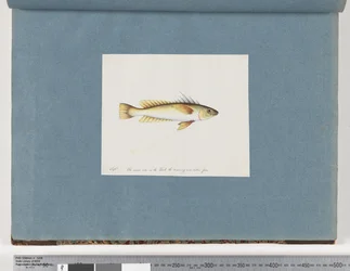 Página 30. Peixes não identificados