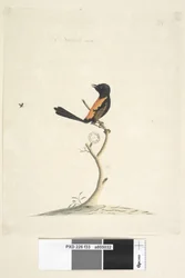 Página 33. Tamanho natural Red, Backed Wren Malurus melanocephalu, macho, 1791-92