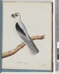 Página 35. Milhafre-de-ombros-pretos. Falcão-axilar