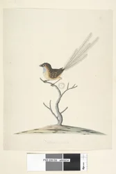 Página 35. Tamanho natural Emu, Wren, Stipiturus malachurus masculino, 1791-92