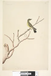Página 36. Setembro. Tamanho natural Yellow Thornbill Acanthiza nana, 1791-92
