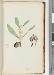 Página 37. Conchium nervosum (aguarela)