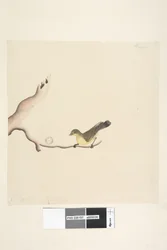 Página 37. Outubro. Tamanho natural Yellow Thornbill Acanthiza nana, 1791-92