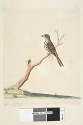 Página 39. Fringilla. ao longo da borda inferior na mão diferente de julho, tamanho natural. As notas deste pássaro são iguais, senão superiores, às do inglês Linnet Speckled Warbler Chthonicola sagittata, 1791-92