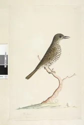 Página 3. Turdus. abaixo do título em tamanho natural de agosto diferente. Tordo Zoothera lunulata, 1791-92