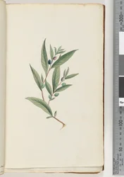 Página 3. Planta não identificada