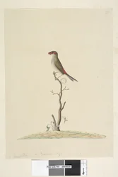 Página 40. favorito. Tamanho natural vermelho, Browed Finch Neochmia temporária Aegintha temporária, 1791-92