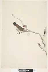 Página 41. Fringilla. título acima na mão diferente de junho. Tamanho natural. Iris duvidosa Diamond Firetail Stagonopleura guttata, imatura, 1791-92