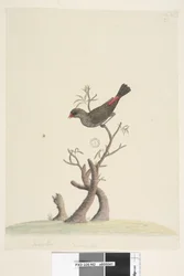Página 42. Fringilla. Em baixo, ao centro, por outra mão: Tamanho natural. Diamante-de-cauda-de-fogo Stagonopleura guttata, 1791-92