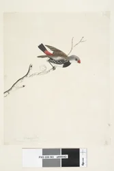 Página 43. Fringilla. abaixo do título em outra mão fevereiro. Diamante Firetail Stagonopleura guttata de tamanho natural, 1791-92
