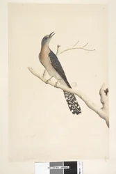 Página 44. Cuculus. Acima do título, por outra mão: Tamanho natural. No canto superior esquerdo, por uma terceira mão: B, e em baixo à esquerda: Pertence a A, isto é, f.45. Cuco-de-cauda-em-leque, Cacomantis pyrrhophanus, macho, 1791-92