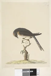 Página 45. Tamanho natural. Em cima à direita, por outra mão: A. Em baixo à esquerda: Acompanha B, isto é, estampa 44. Cuco-de-cauda-em-leque Cacomantis pyrrhophanus, 1791-92