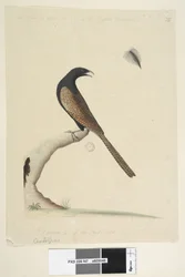 Página 47. Centropus. na parte inferior central em mão diferente Este pássaro é aproximadamente do tamanho do Faisão Inglês. Extraído 1-3 do natl. Tamanho. Faisão Coucal Centropus phasianinus, 1791-92
