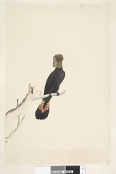Página 48. Cacatua-preta. Em baixo à esquerda, com outra caligrafia: Reduzida à escala para 1/3 do tamanho natural. Cacatua-preta-brilhante Calyptorhynchus lathami, fêmea, 1791-92