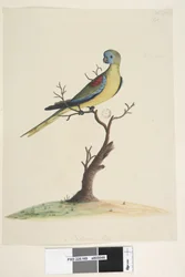 Página 49. Guerra, correu. no centro inferior em tamanho natural diferente. Papagaio turquesa Neophema pulchella, macho, 1791-92