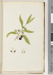 Página 4. Planta não identificada