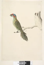 Página 52. Tamanho natural Musk Lorikeet Glossopsitta concinna, 1791-92