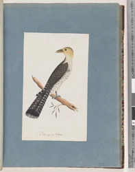 Página 52. Pallid Cuckoo