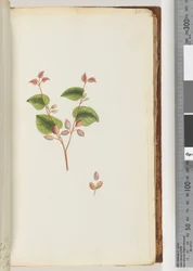 Página 55. Planta não identificada