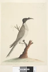 Página 55. Wer, gan ou o Frade. no canto inferior esquerdo em uma mão diferente Melifaga Frígia. no centro inferior em uma terceira mão Tamanho natural Noisy Friarbird Philemon corniculatus, 1791-92