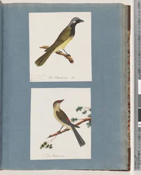 Página 56. Pássaro não identificado. Turdus leucotis. 57. Finch de sobrancelha vermelha. Turdus novo