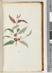 Página 56. Planta não identificada