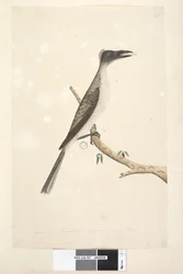 Página 57. Janeiro. Tamanho natural, supostamente um pássaro jovem Noisy Friarbird Philemon corniculatus, 1791-92