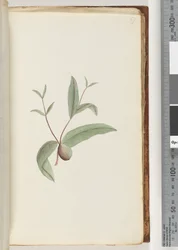 Página 57. Planta não identificada