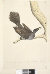 Página 58. Octr. Tamanho natural, as penas do pescoço, cabeça, peito e costas são todas pontiagudas Brush Wattle, Bird Anthochaera chrysoptera, 1791-92