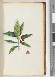 Página 58. Planta não identificada